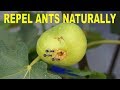 Keep Ants Out Of Potted Plants Naturally With This Simple Trick