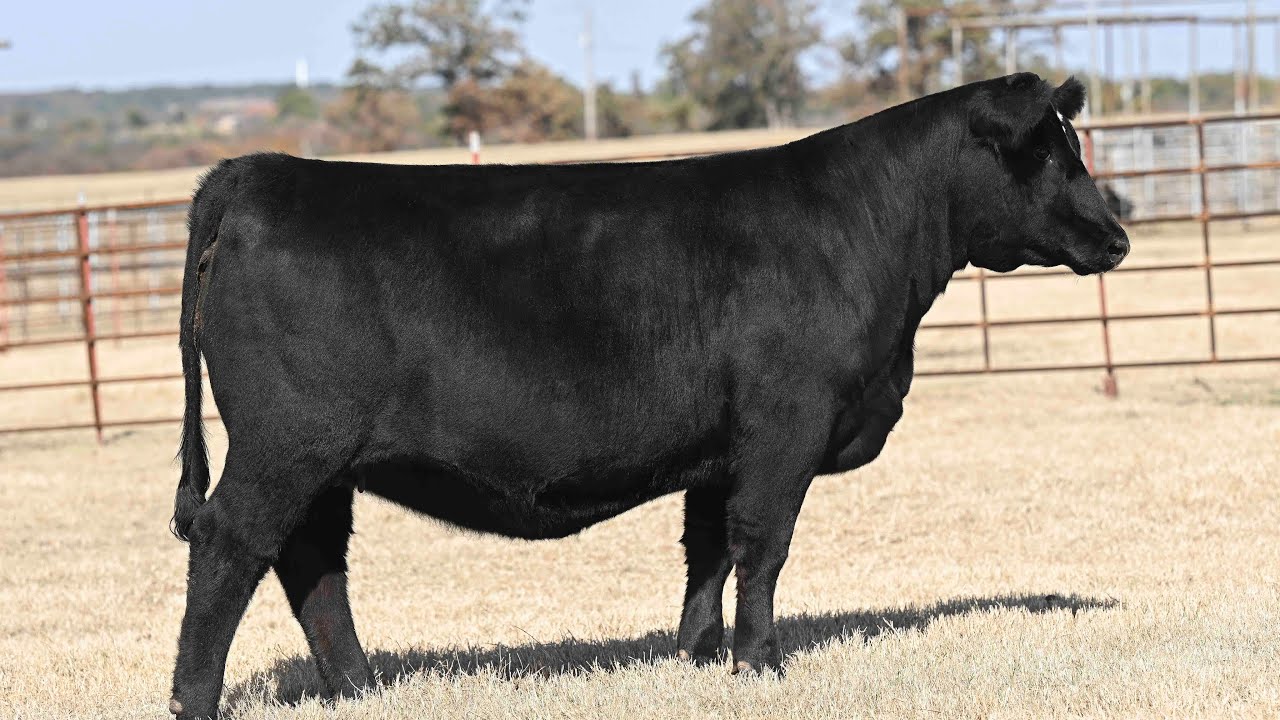 Buck Creek Ranch Lot 82 YouTube