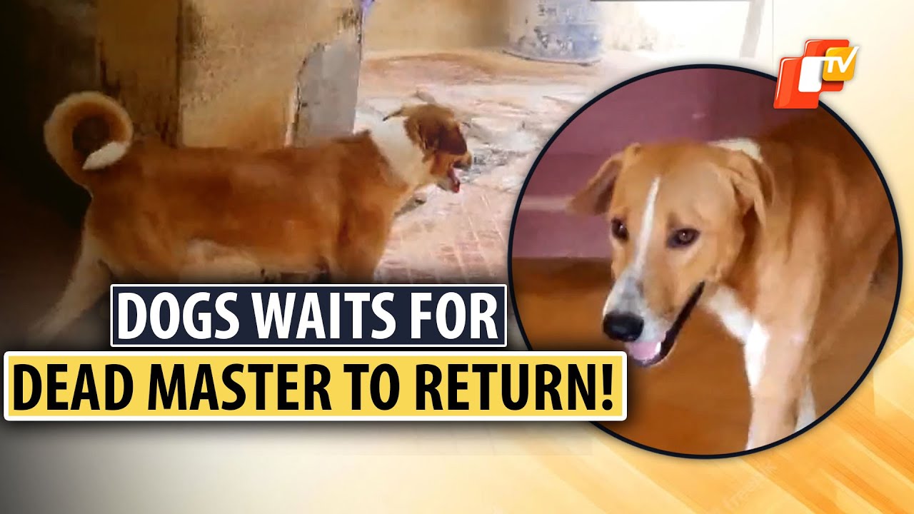 Loyal Dog Waits For Dead Owner's Return In Kerala’s Kannur - YouTube
