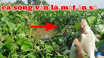 Câu cá sông là bí ẩn khi chưa biết cá gì sẽ ăn