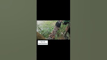 Tets ná bắn cá V3 lên hàng khủng #nabanca #nobanca #sungbanca