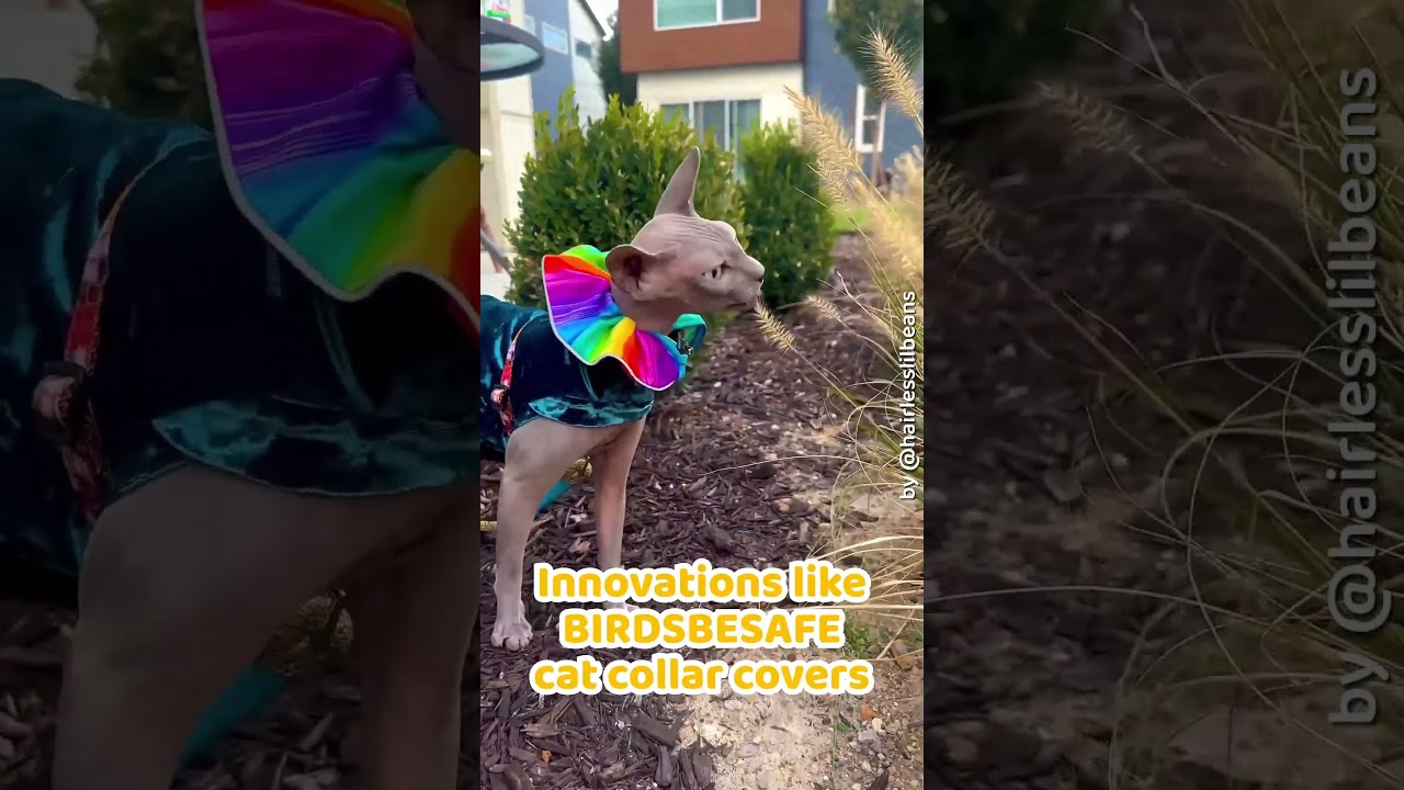 Do cats eat birds or hunt them just for fun? 