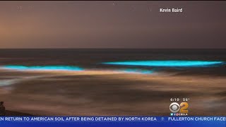 Algae Bloom Causing Socal Nighttime Surf To Glow Blue