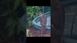 Sparrowhawk On Bird Feeder #gardenhunter #predator #FZ82