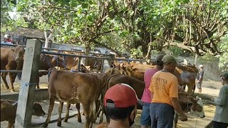 Pasar Sapi dan Pasar Loak Gringging Kec. Grogol Kab. Kediri