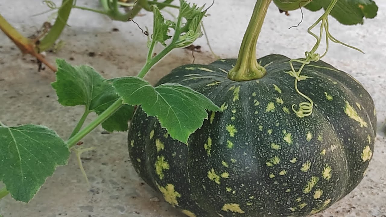 छत के गार्डन में देखते हैं क्या क्या सब्जियां हो रही हैं!!