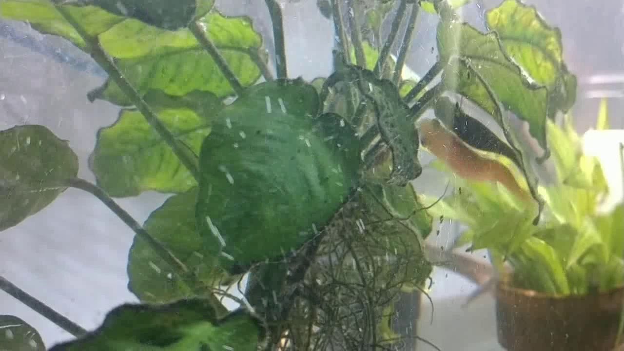 Rosie Red Minnow Breeding
