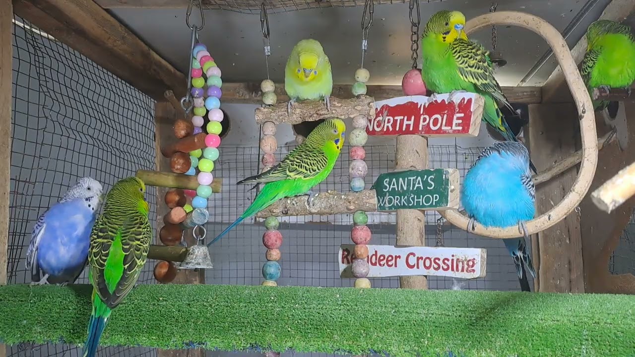 “This parrot knows all the words 🗣️🦜 #BirdTok”