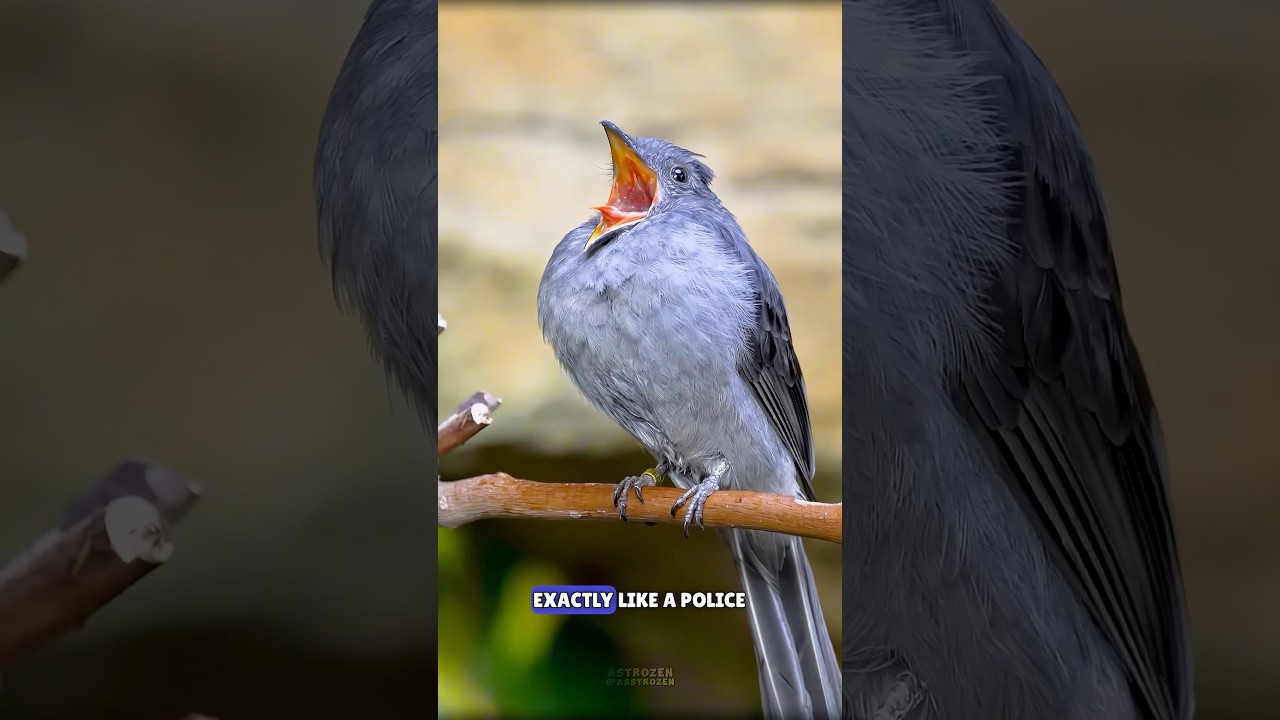 Creepiest Bird Calls Ever 