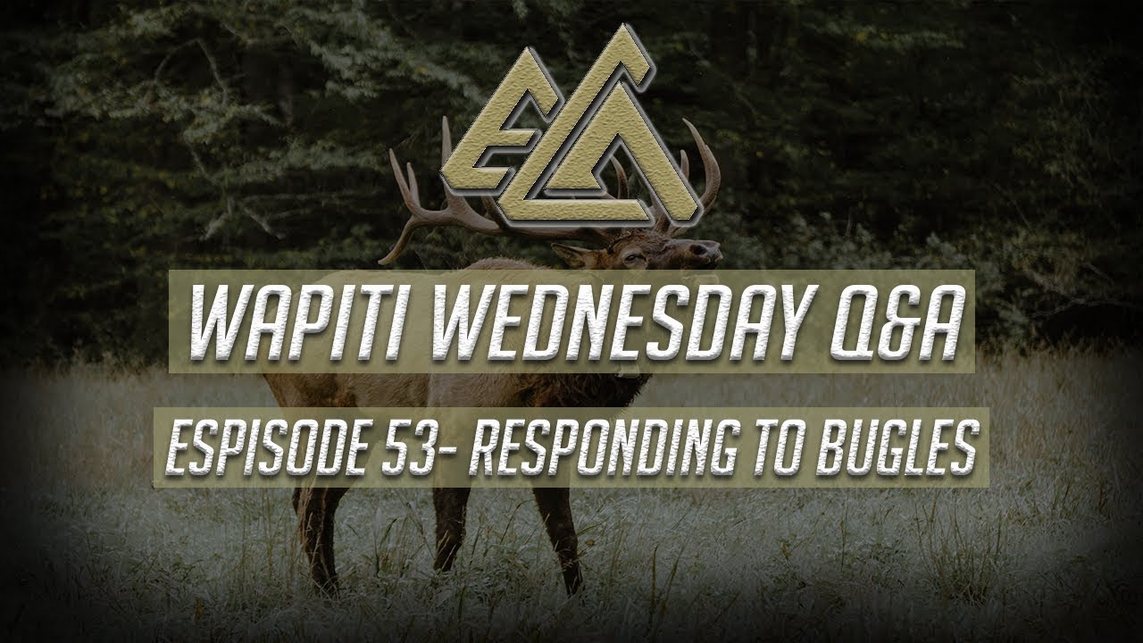 Reacting To Bull Bugles | Wapiti Wednesday Q&A - Ep 53