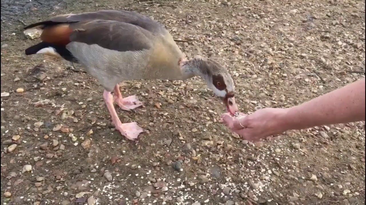 Wanstead Flats during COVID