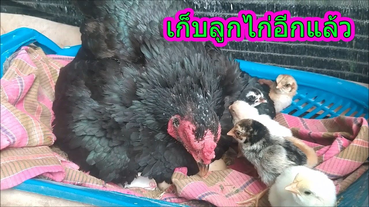 ว่าจะชลอการเลี้ยง แต่ก็ต้องเก็บลูกไก่ไปอนุบาลต่อ
