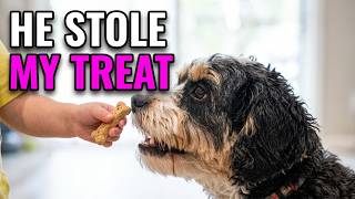 Toddler Steals Cavapoo Morning Treats!
