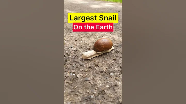 Largest Snail In The World After Completing Lifecycle| Giant African land Snails #Shorts