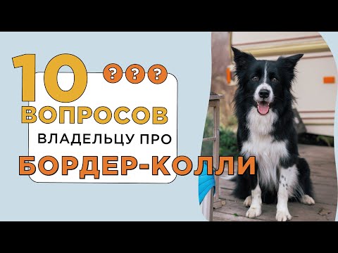 Видео: Есть бордер-колли?