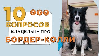 10 вопросов владельцу о БОРДЕР-КОЛЛИ: характер, темперамент и особенности воспитания 🐶