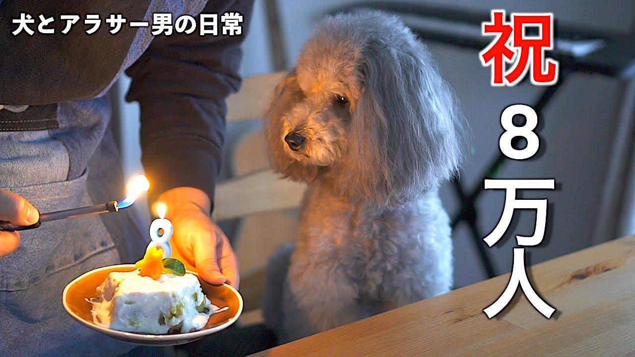 犬とアラサー独身男の日常 ８万人突破記念に手作りケーキを作ったら色々やらかしましたw トイプードル Youtube