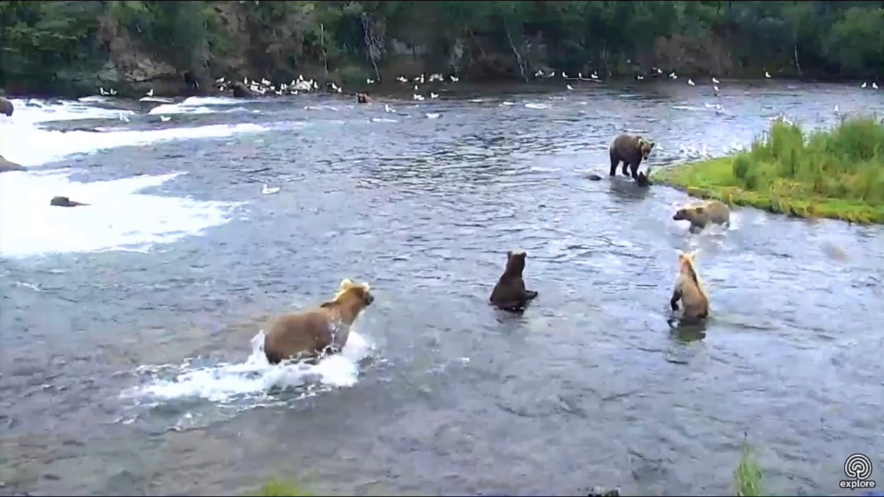 Bear 128 Grazer and Victim 503