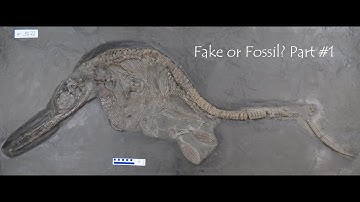 Fake or Fossil? Ichthyosaur to ‘iffyosaur’ Part #1