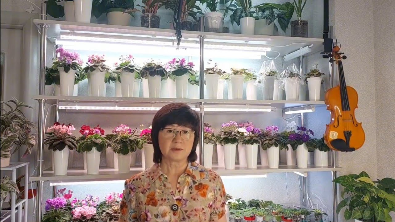 Обзор цветущих фиалок. Часть первая.