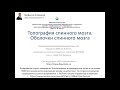 Топография спинного мозга