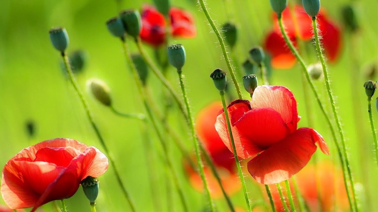 TAURUS MAY 2021 MID MONTH