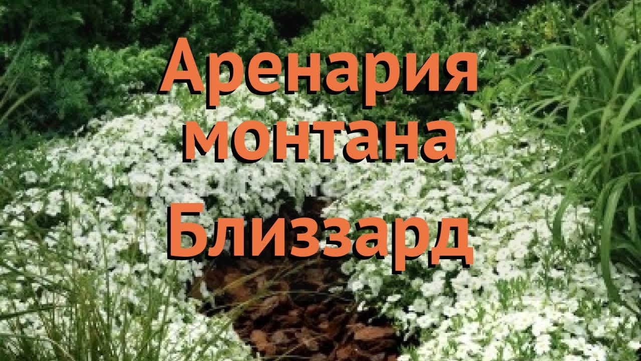 Песчанка обыкновенная Близзард 🌿 песчанка Близзард обзор: как сажать семена песчанки Близзард