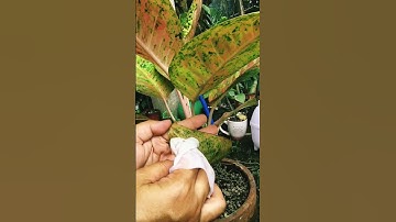 manual removing of parasites (aglaonema)