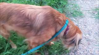 Grass Eating Behaviour in Dogs