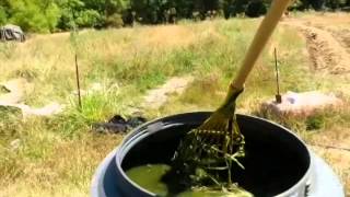 Comfrey Tea - Homemade Organic Liquid Fertilizer