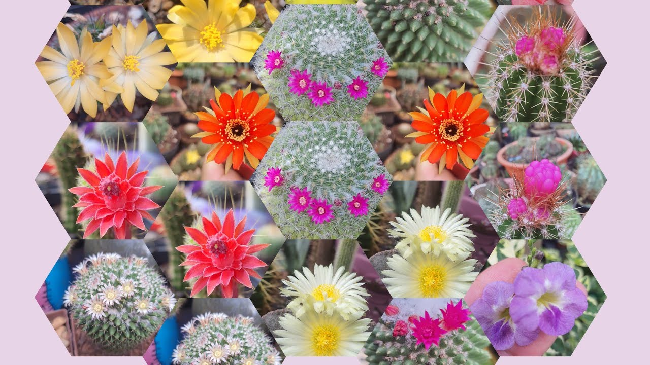 CACTOS Com a Letra do  Meu  NOME: DESAFIO! (Cactos e Suculentas)