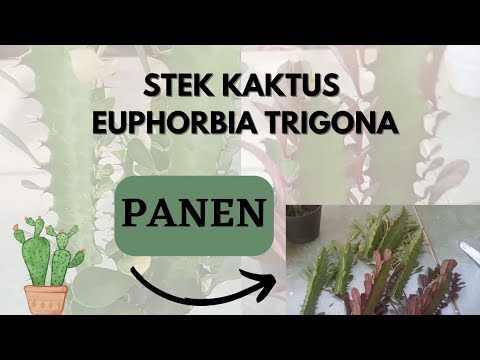 Video: Bila hendak menyiram euphorbia trigona?