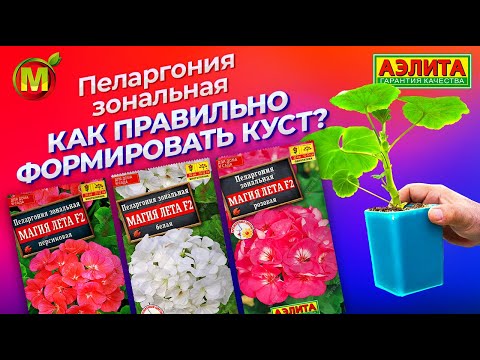 Пеларгония зональная. АГРОТЕХНИКА