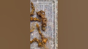 6 củ 300 gam sâm ngọc linh rừng bao kiểm định