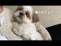 【シーズー】お昼寝は？？？福来の忙しすぎた日。。。【犬Vlog】