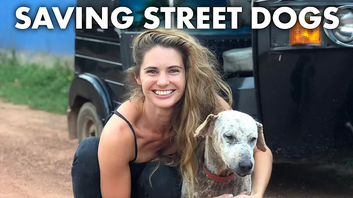 This veterinarian is a superhero for street dogs |...