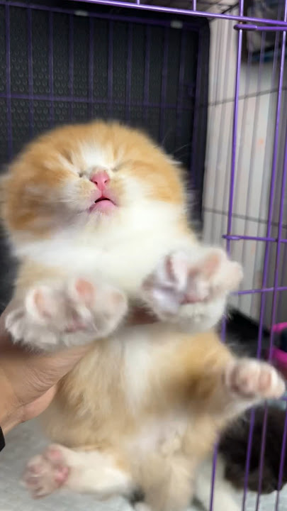 Perubahan anak kucing meong meong jadi gemoy 😍 #kucing #kucinglucu #kitten #anakkucing