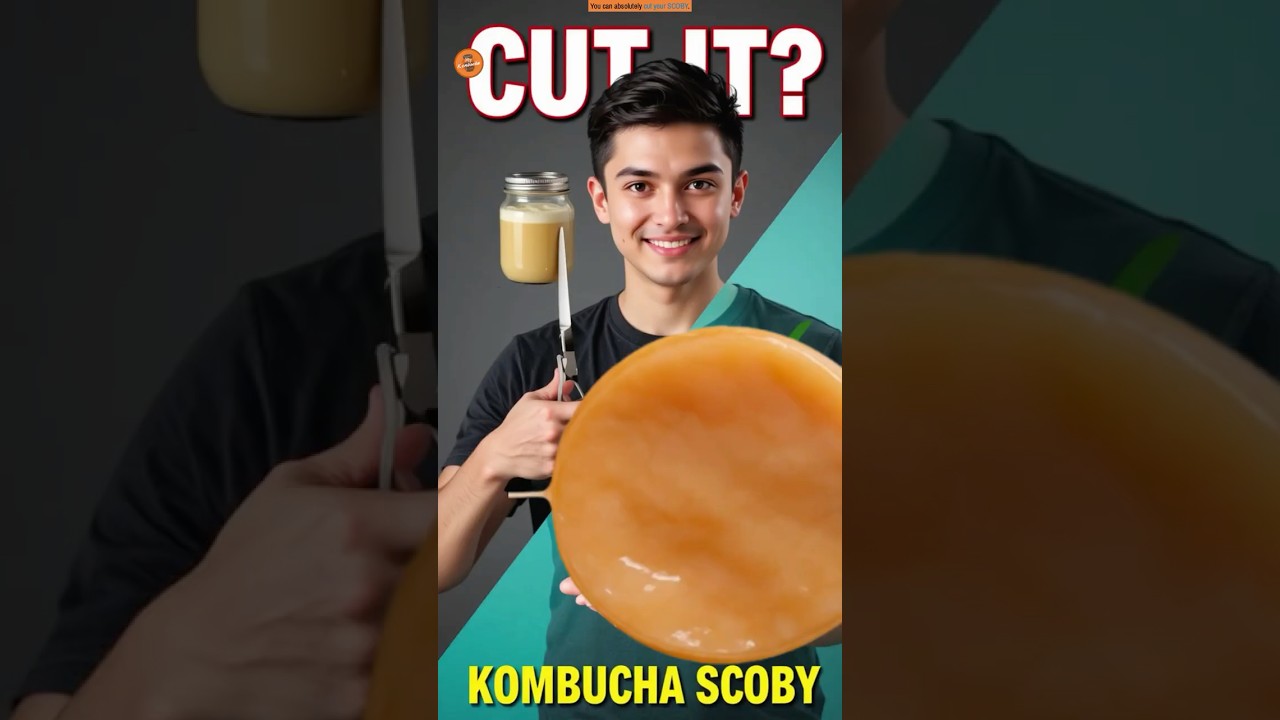 Can You Cut a KOMBUCHA SCOBY in Half?