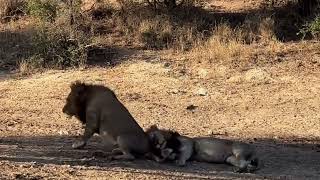 3 Black Dam Male Lions Reunited in Mapoza Male's Territory | 17 May 2024