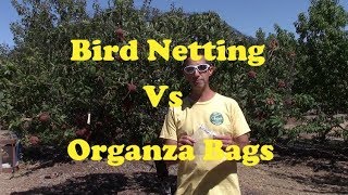 Protecting Peaches From Birds  Organza Bag vs Netting