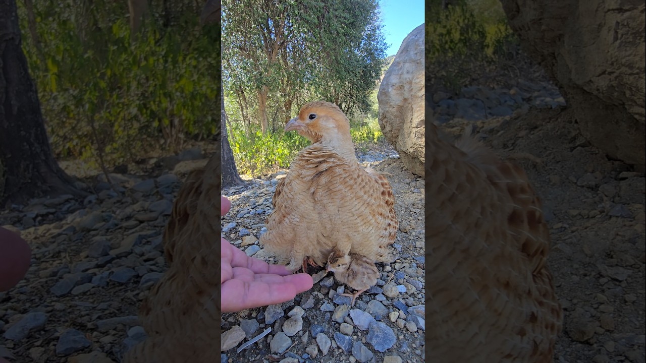 Partridge Chicks Under mother 👩 | 