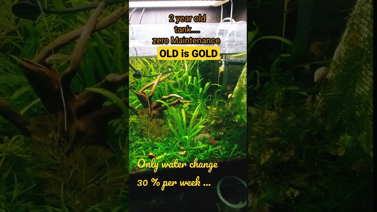 Zero maintenance low tech tank 