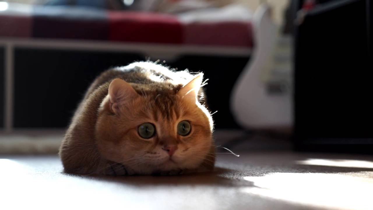 funny cats sleeping in weird positions compilation 2014 funnyplox Sunbeam vs Hosico
