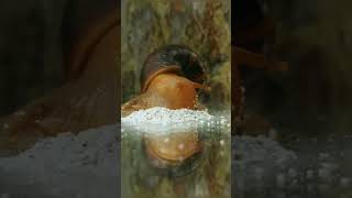 Snails Eat On Glass #Phonk #Phonkmusic