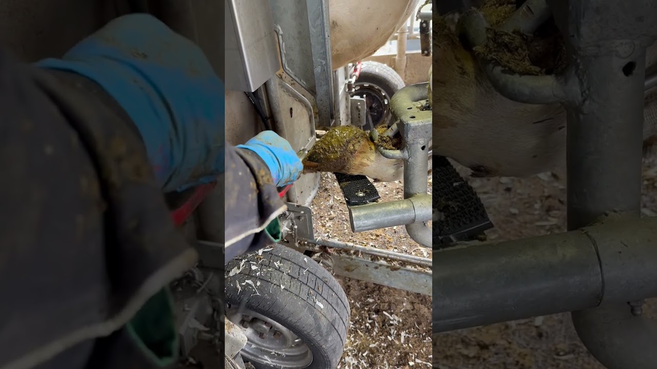 Trimming Cow Nails is Tricky 