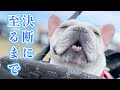 守りたい気持ちだけは、変わらなかった。この子に教えられた決断【フレンチブルドッグ frenchbulldog】