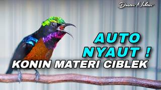 KOLIBRI NINJA GACOR FULL ISIAN BREN CIBLEK COCOK UNTUK MASTERAN KONIN TROTOL DI RUMAH AGAR CEPAT ON