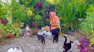 A lovely morning with my cats🥰 Lets give them food #meow #cat #catvideos #catlover by Brunei Cat Lovers 223 views 1 year ago 1 minute, 55 seconds