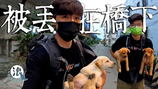 浪浪環島EP.8 | 不要丟下牠我們收留了三隻狗狗