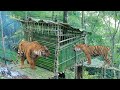 two angry tigers go to bamboo house building